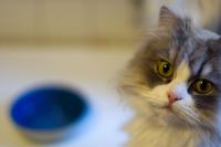 Image: 'Hungry' by Christian Scheja - licensed under CC BY 2.0 2024-05-25_hungry.jpg