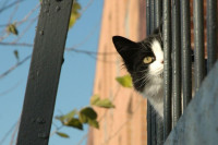 Image: 'Sneaky peek' by eva101 - licensed under CC BY 2.0 2025-11-30_peek_cat.jpg